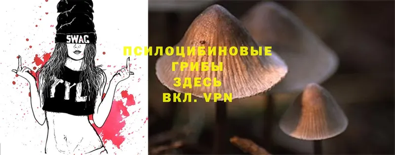 дарк нет официальный сайт  Нефтекумск  Галлюциногенные грибы MAGIC MUSHROOMS 